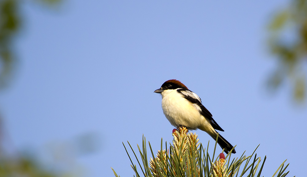 Woodchat Shrike