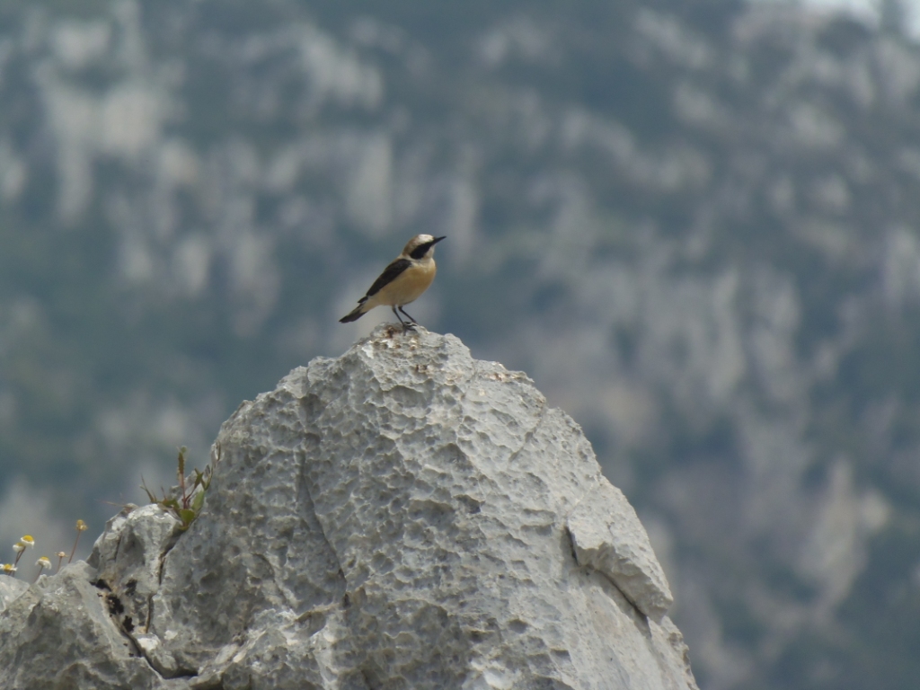 Black-eared Wheatear