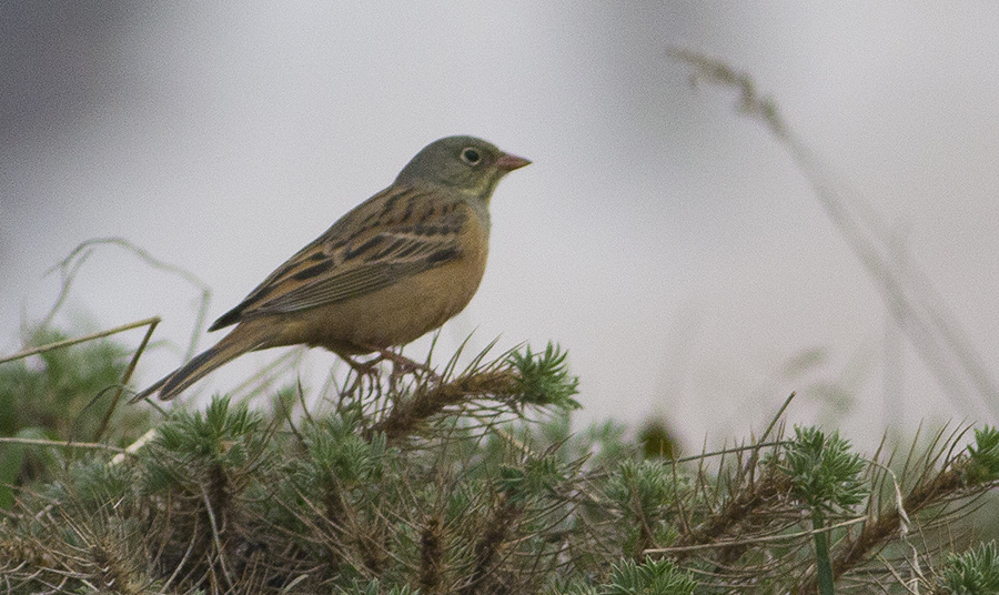 Ortolan Bunting
