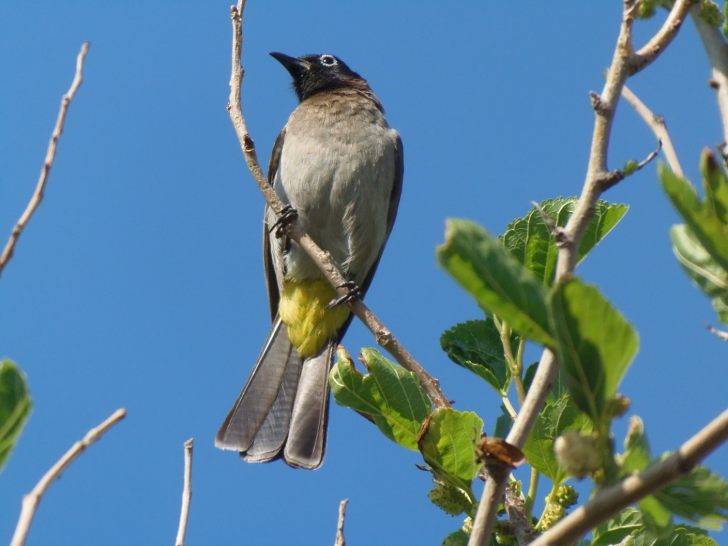 White-spectacled Bulbul