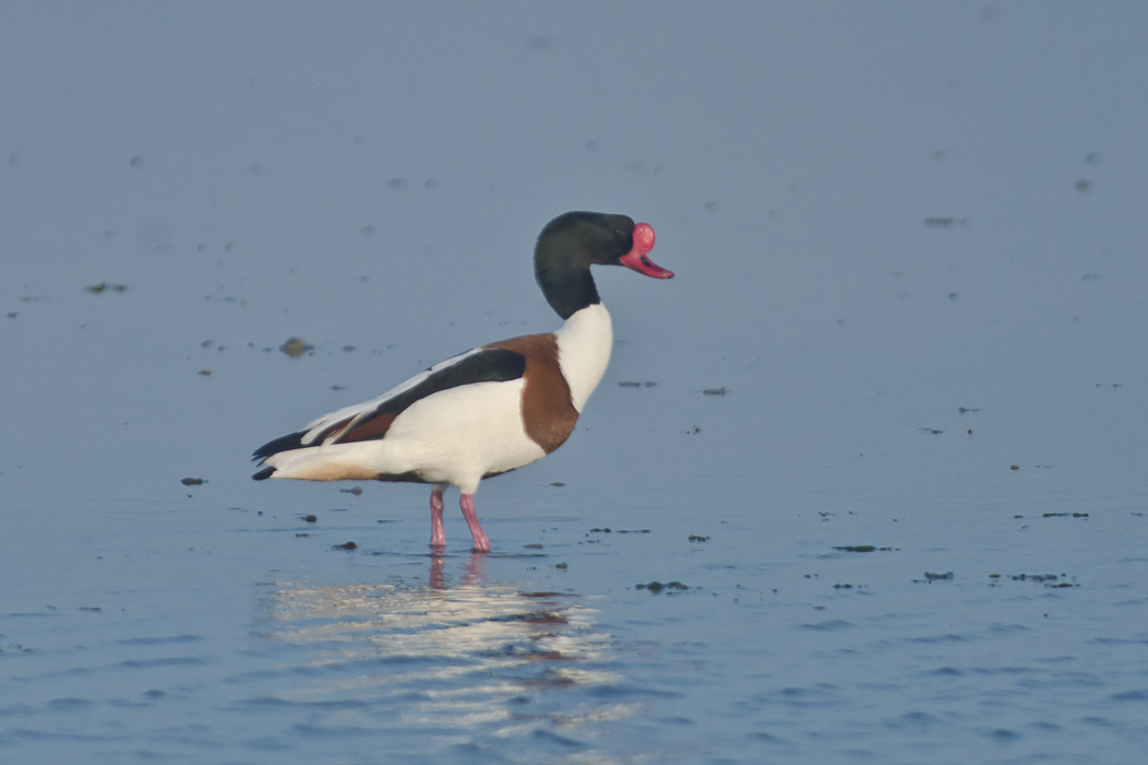 Common Shelduck