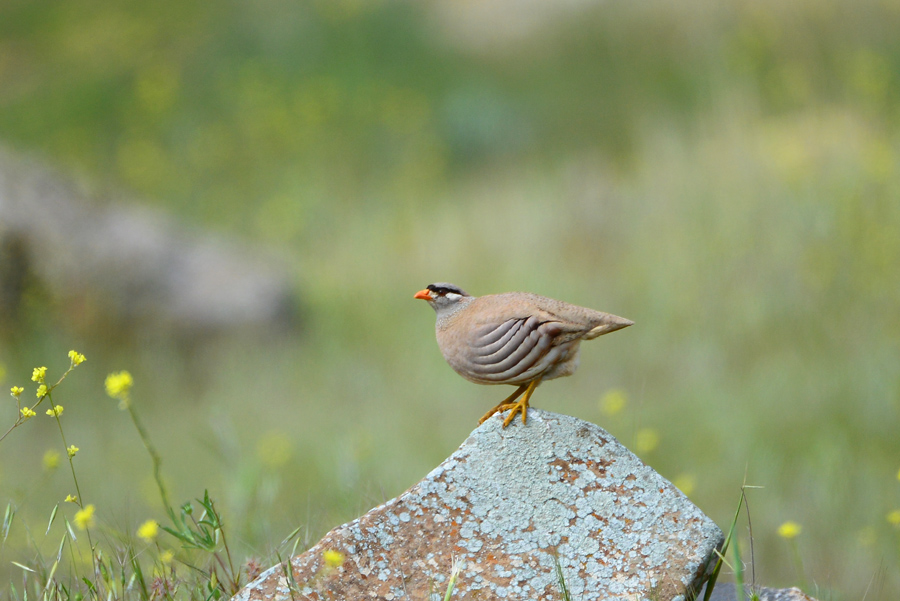 See-see Partridge