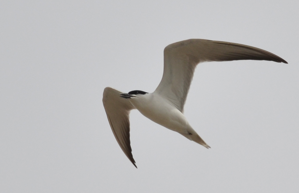 Gull-billed Tern