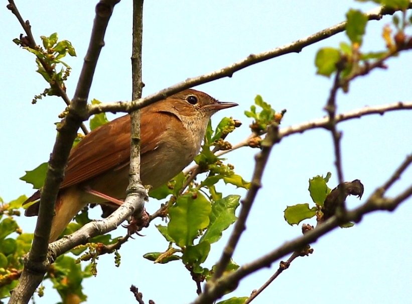 Common Nightingale