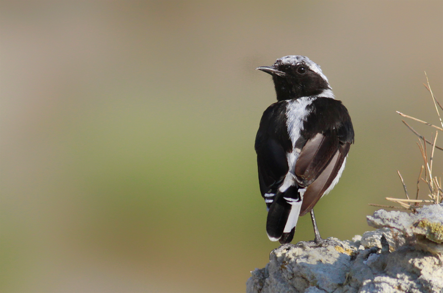 Black-eared Wheatear