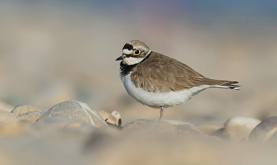 Little Ringed Plover