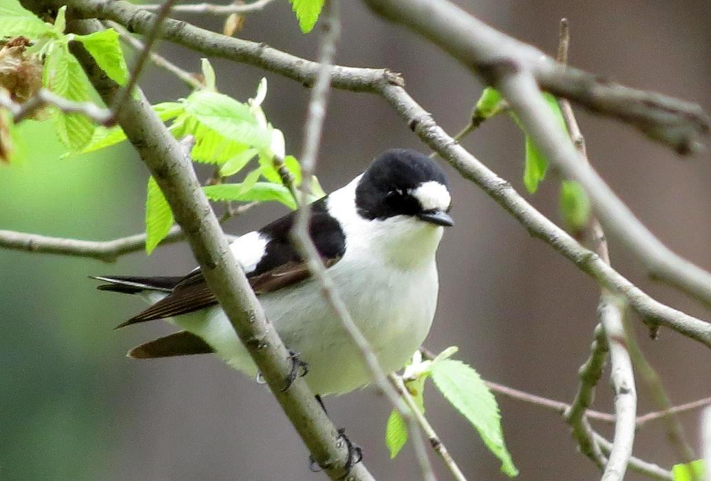 Collared Flycatcher
