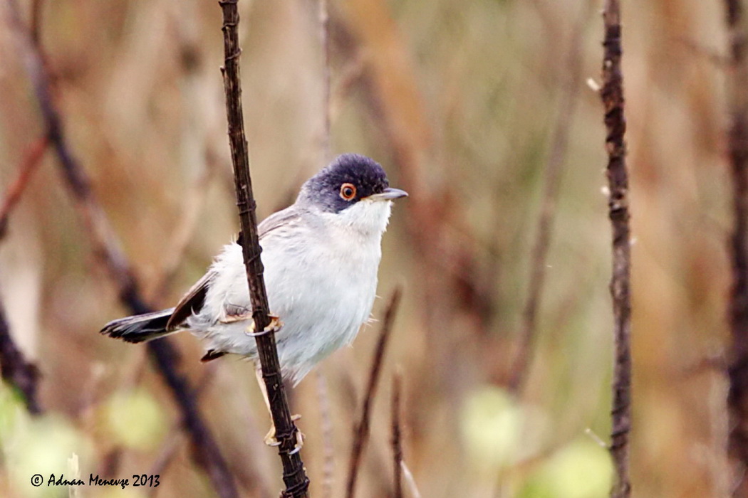Menetries`s Warbler