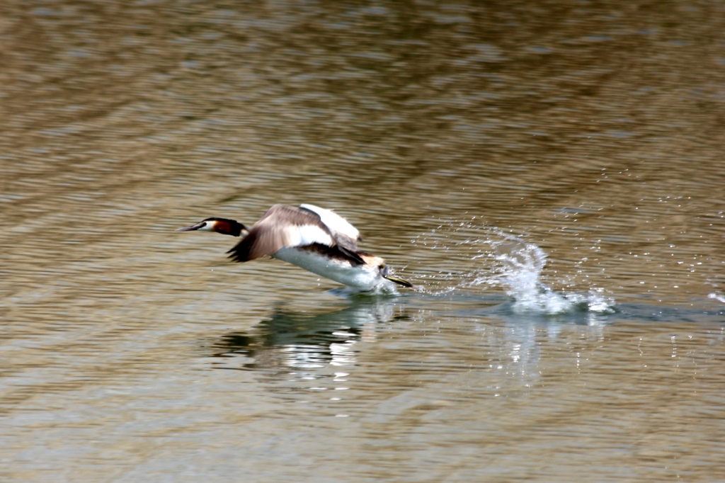 Great Crested Grebe