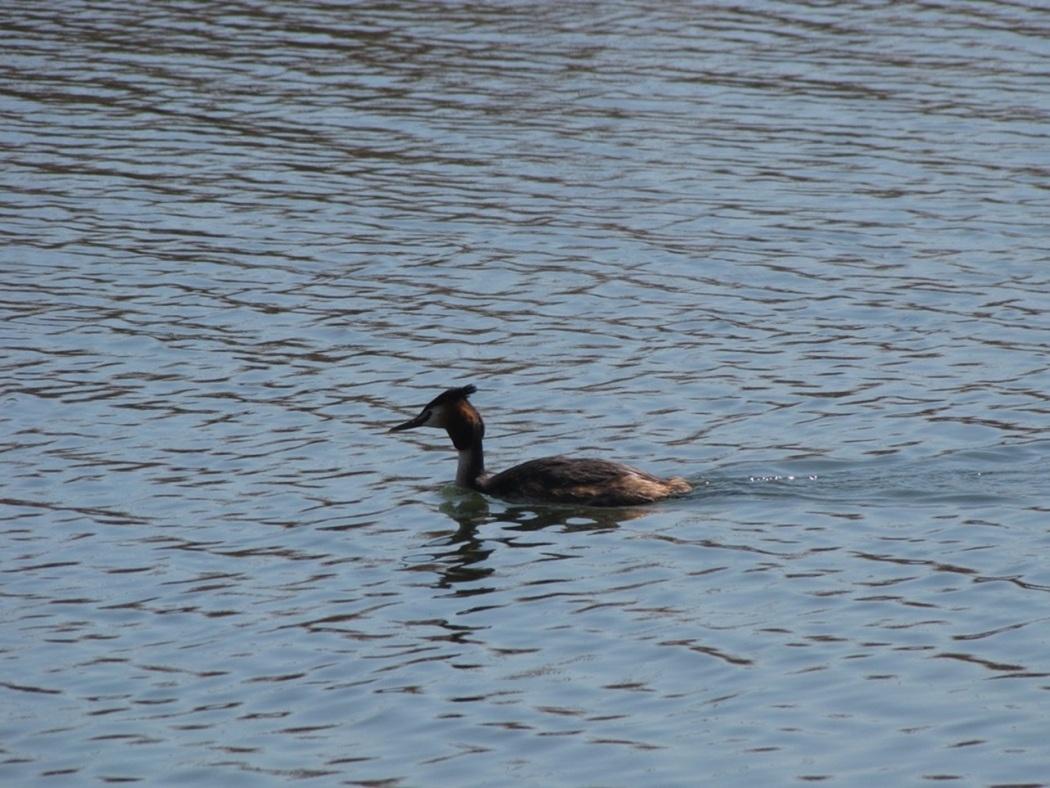 Great Crested Grebe