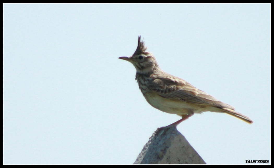 Crested Lark