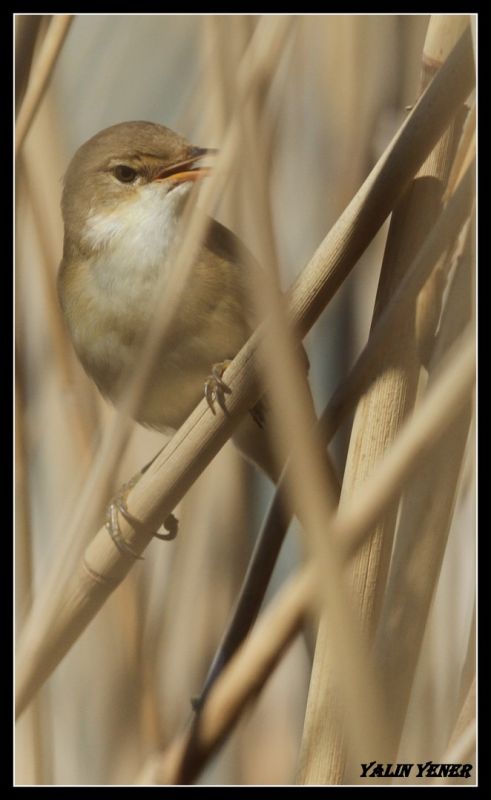 Common Reed Warbler