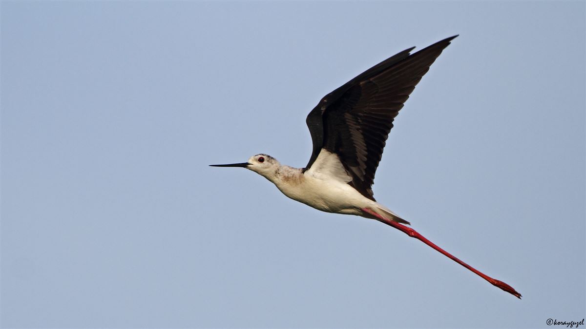 Black-winged Stilt