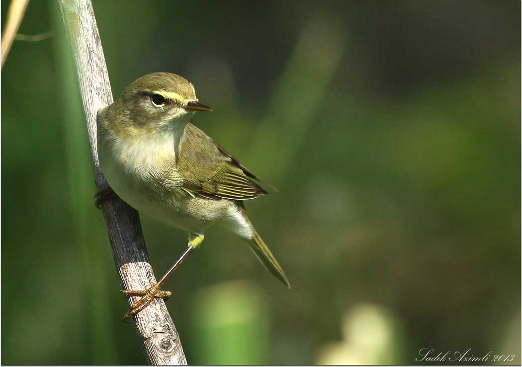 Willow Warbler