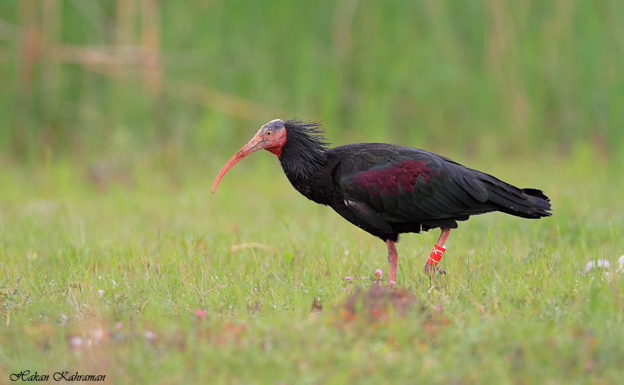 Northern Bald Ibis