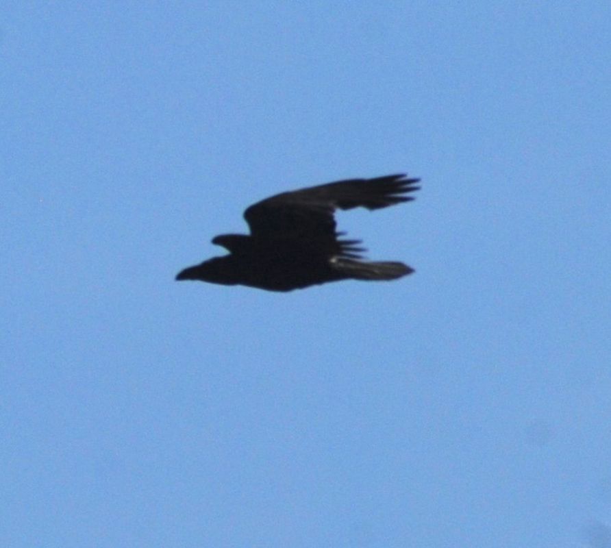 Northern Raven