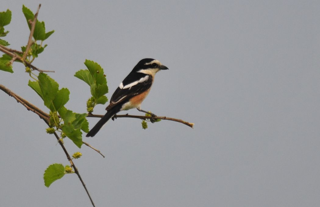 Masked Shrike