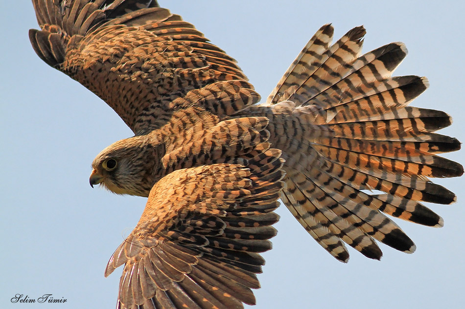 Lesser Kestrel