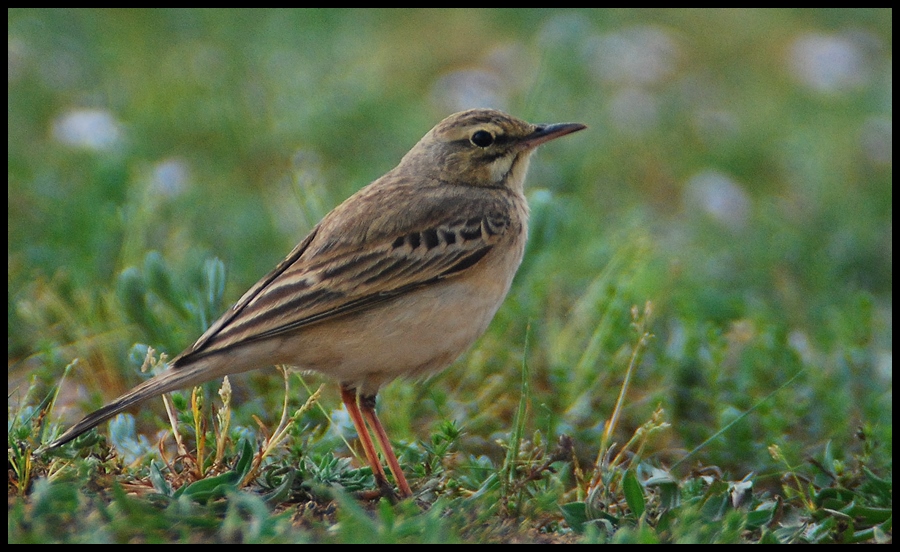 Tawny Pipit