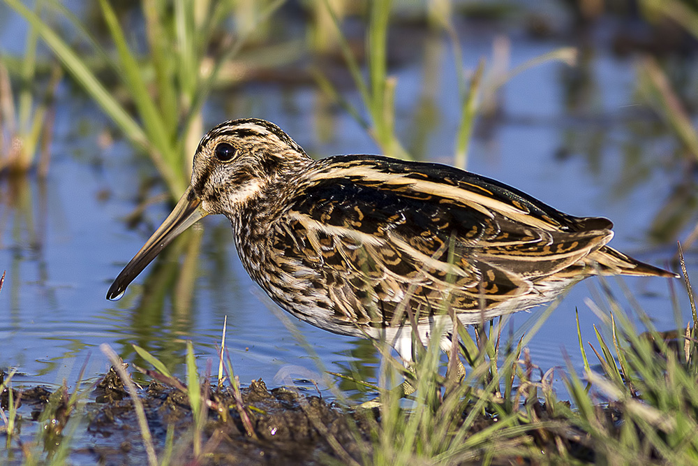 Jack Snipe