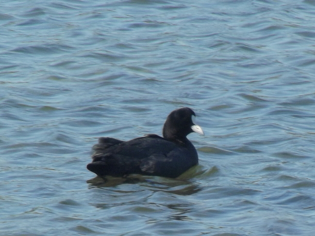 Eurasian Coot