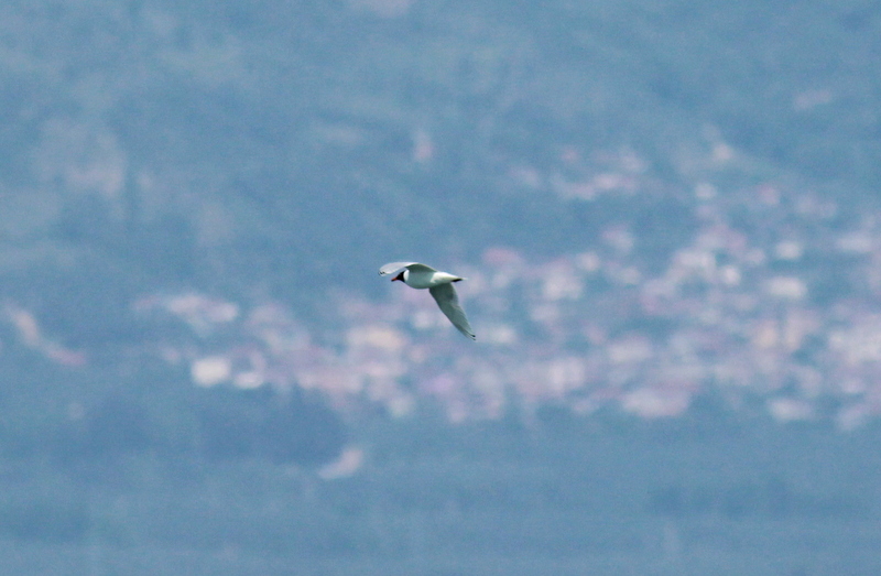 Mediterranean Gull