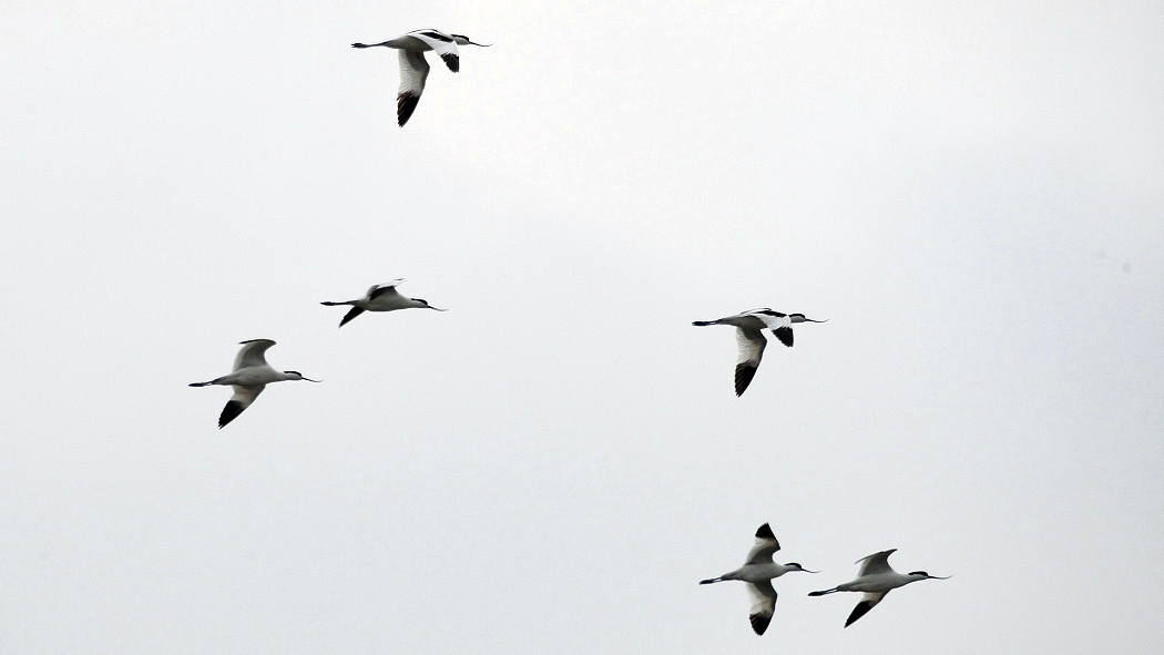 Pied Avocet