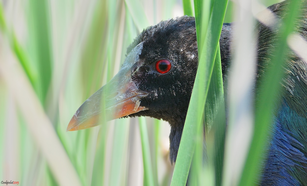 Allen`s Gallinule