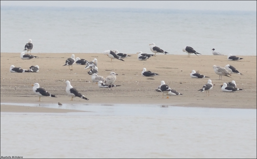 Lesser Black-backed Gull