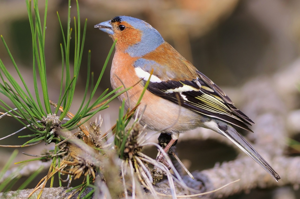 Eurasian Chaffinch