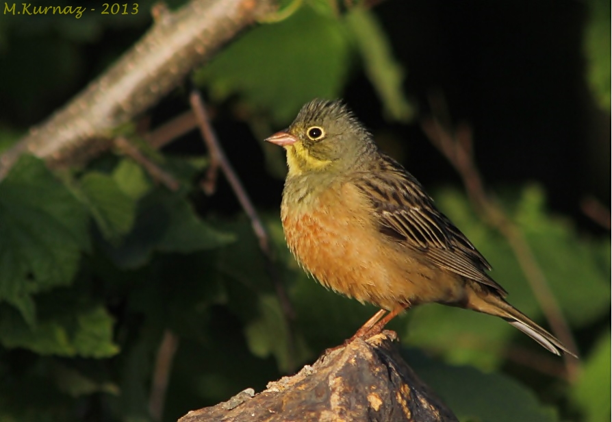 Ortolan Bunting