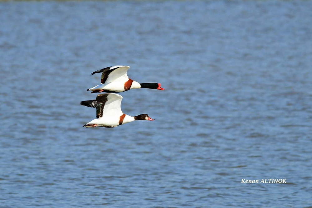 Common Shelduck