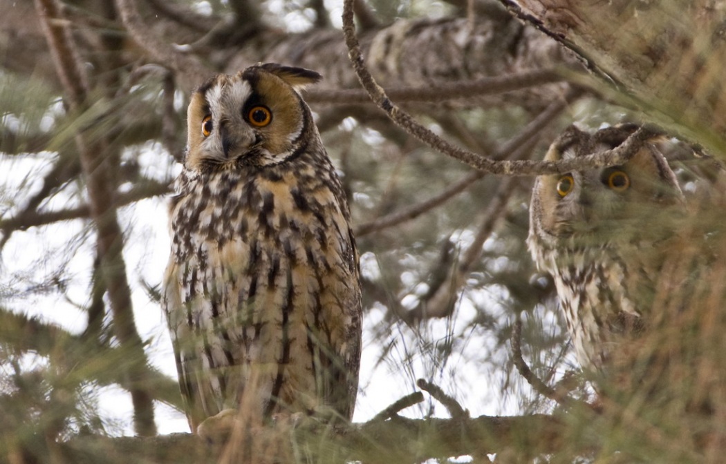 Long-eared Owl