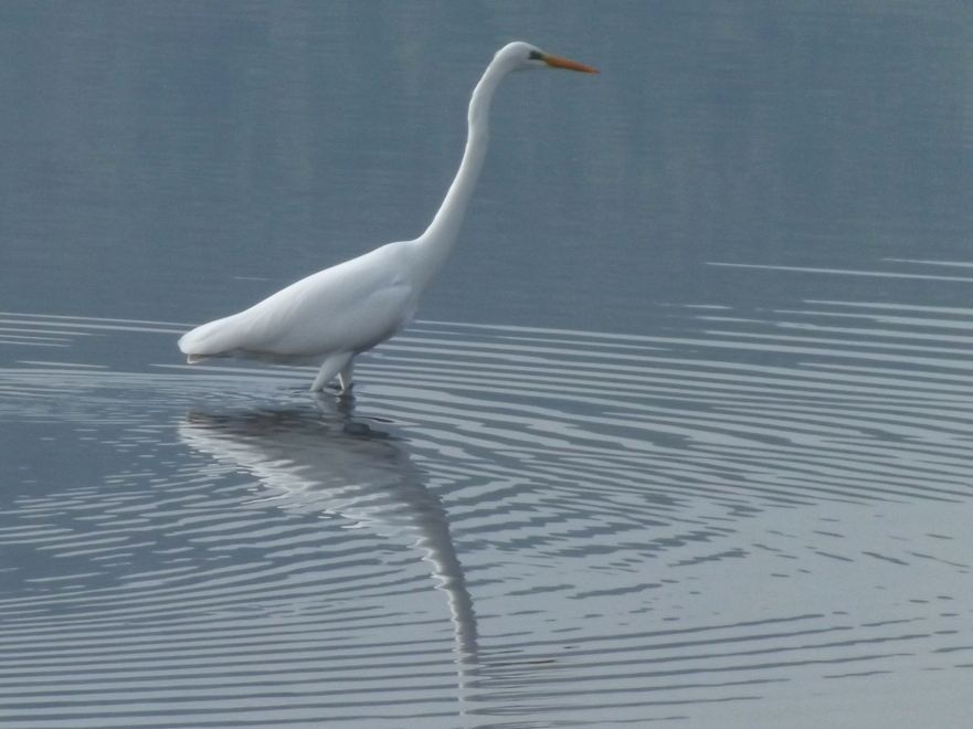 Great Egret