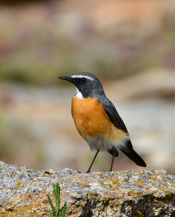 White-throated Robin