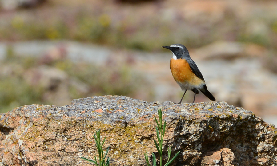 White-throated Robin