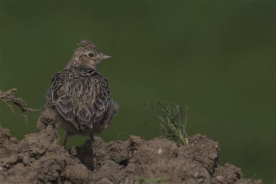 Eurasian Skylark