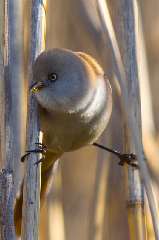 Bearded Reedling