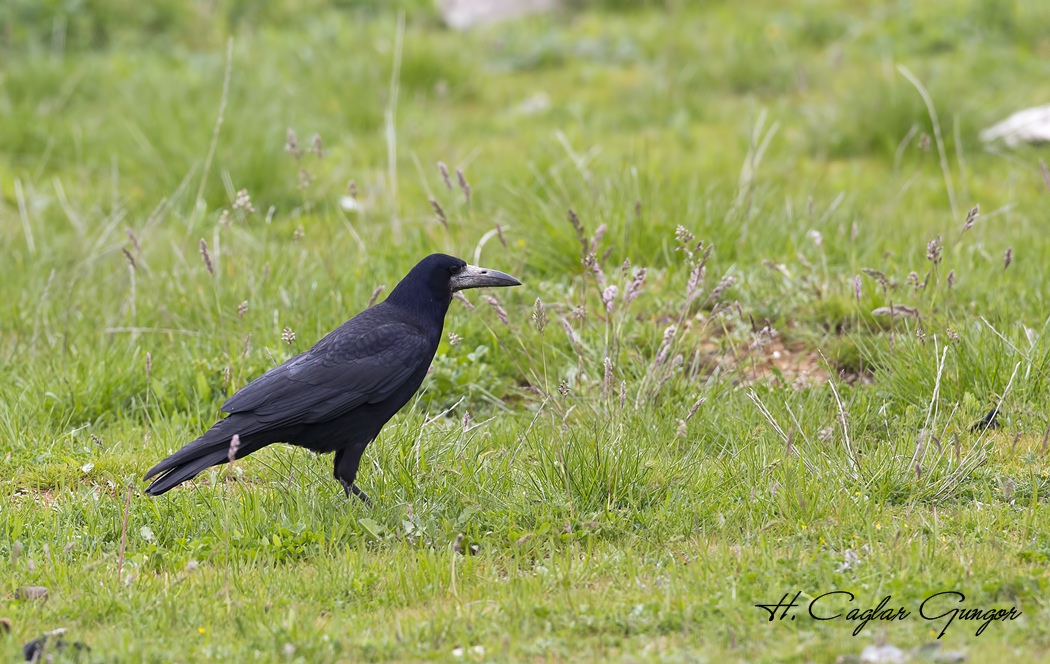 Rook