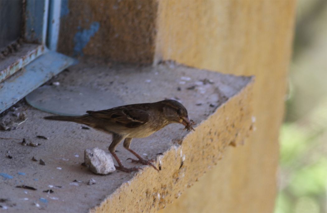 House Sparrow