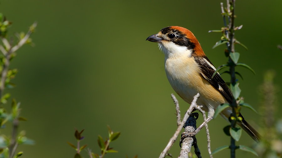 Woodchat Shrike