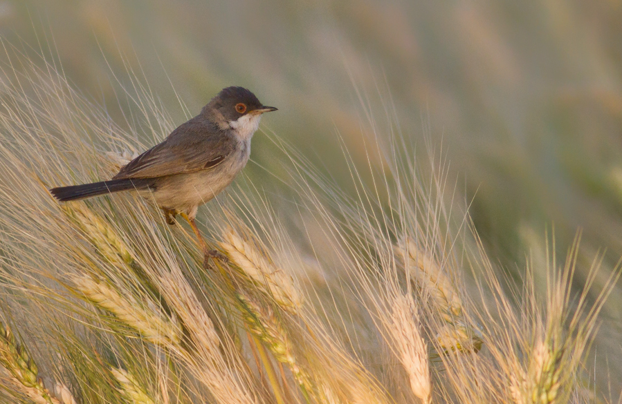 Menetries`s Warbler