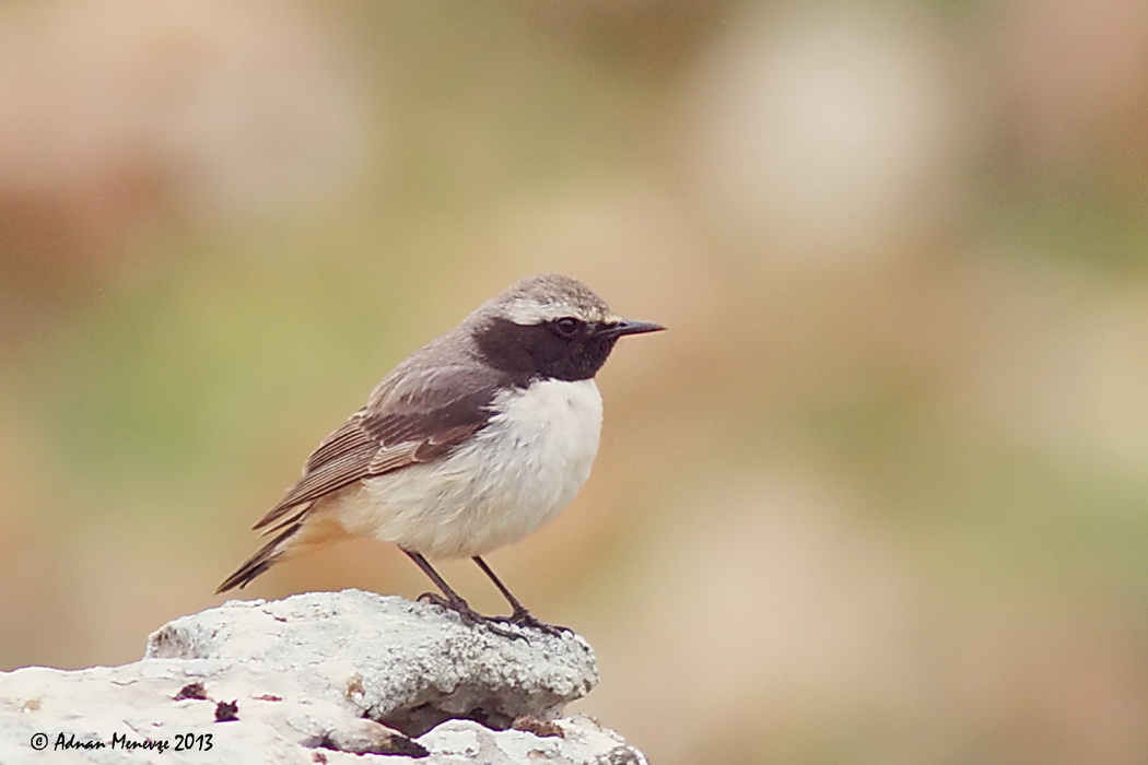 Red-tailed Wheatear