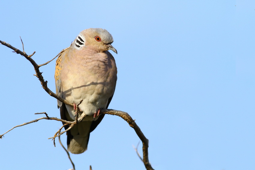 European Turtle Dove