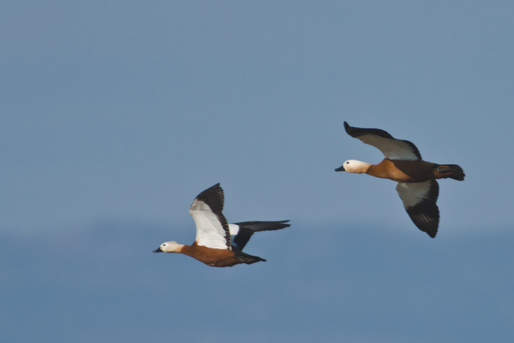 Ruddy Shelduck