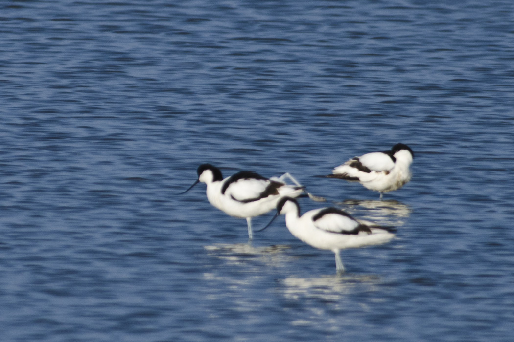 Pied Avocet