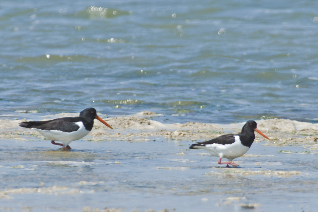 Eurasian Oystercatcher