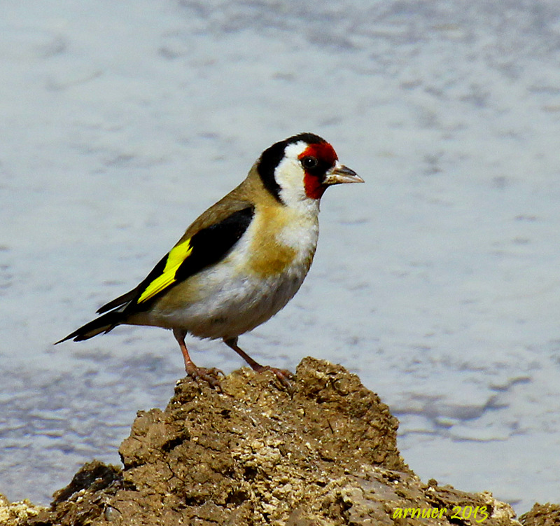 European Goldfinch