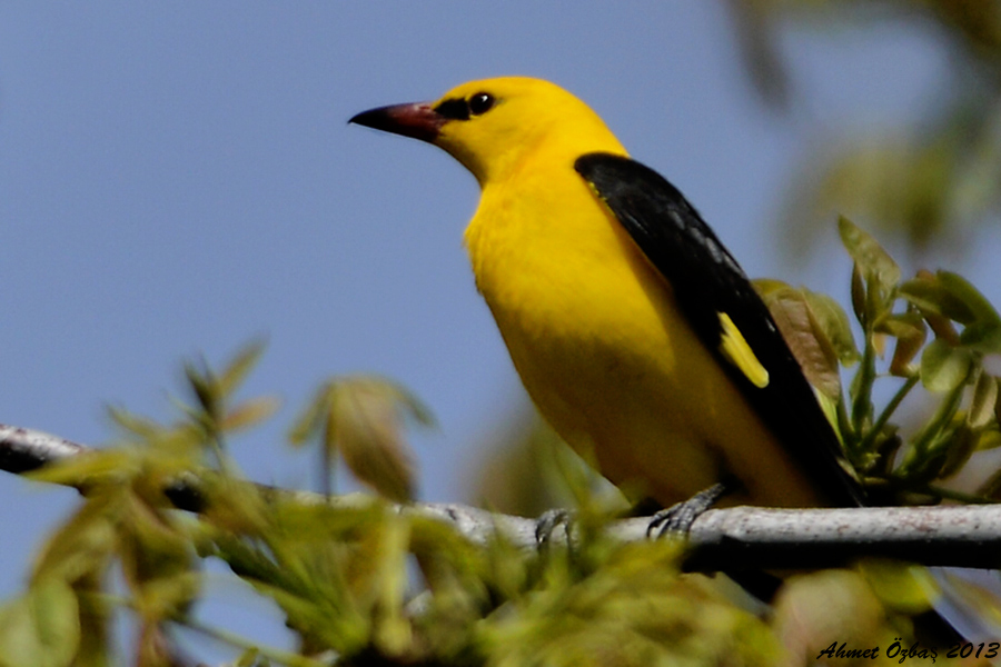 Eurasian Golden Oriole