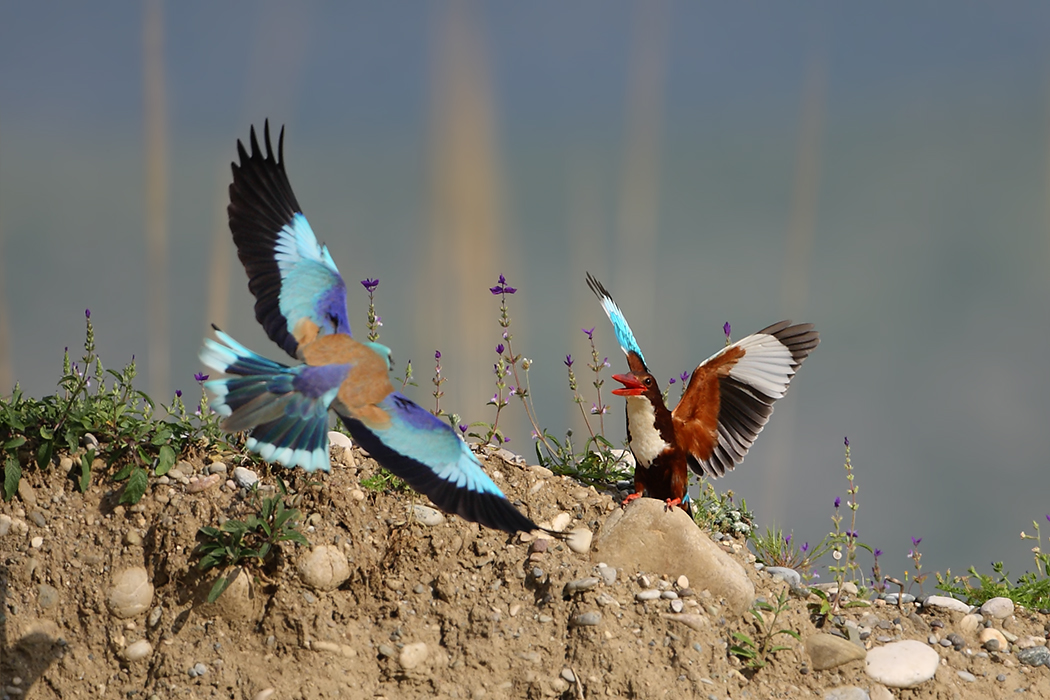 White-throated Kingfisher